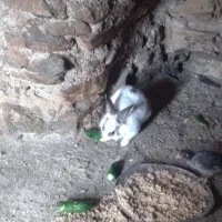 خرگوش نر|موش و خرگوش|بانه, |دیوار