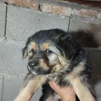 ژرمن ورک|سگ|شریفآباد, |دیوار