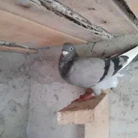 کبوترپلاکی اصلی|پرنده|فومن, |دیوار