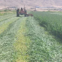 یونجه درجه یک