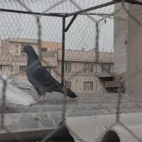 ماده زاغ همه چی تموم