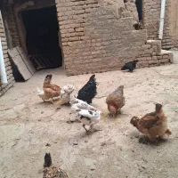 مرغ|حیوانات مزرعه|صوفیان, |دیوار