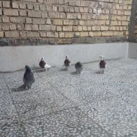 کفتر کبوتر|پرنده|شیراز, کیان آباد|دیوار