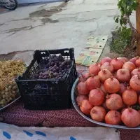 ارنار درجه یک