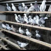 کفتر غریب شهرستان|پرنده|آمل, |دیوار