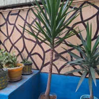 گل ( درخت ) یوکا|گل و گیاه طبیعی|رشت, سلیمانداراب|دیوار