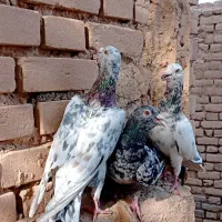 کبوتر