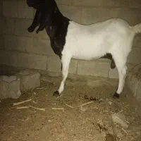 فروش بز آبستن چند قلوزا