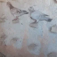 کبوترها پرشی به شرط|پرنده|اقبالیه, |دیوار