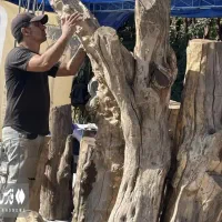 چوب بری و هرس کردن درختان خشک