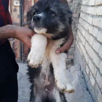 جهت واگذاری طوله لاس