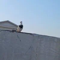 کبوتر طوقی ماده