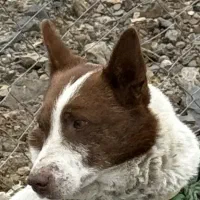 یک سگ پیدا شده