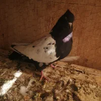 دمسفید و سینه ای|پرنده|اهواز, شهرک برق|دیوار