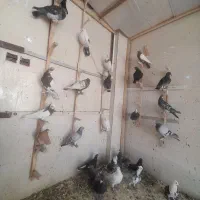 کبوتر پلاکی شهری بهبهانی|پرنده|شیراز, کرونی(خاتونک)|دیوار