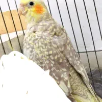 عروس هلندی نر