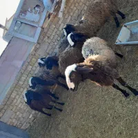 حیوانات مزرعه