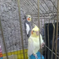 طوطی عروس هلندی