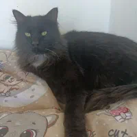 واگذاری گربه dsh