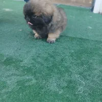 سگ پیکینیز ماده