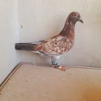 سوسکی نر|پرنده|مشهد, قائم|دیوار