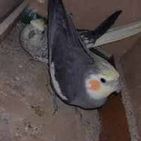 عروس هلندی