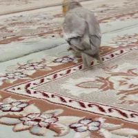 عروس هلندی نر و ماده مولد|پرنده|اهواز, شهرک اکباتان|دیوار