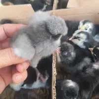 جوجه هفت رنگ طوسی