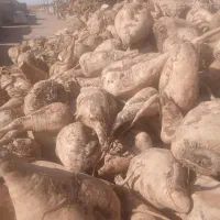 چغندر قند ،،نیشابور