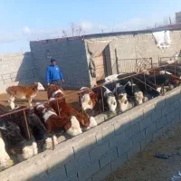 گوساله لاغرفروشی|حیوانات مزرعه|اراک, |دیوار