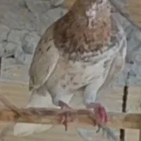 کبوتر امروز گم شده هرکس گرفته به قیمتش میخام