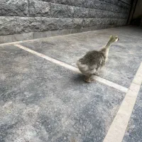 قوغاز