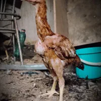 فروش 5 عدد مرغ|حیوانات مزرعه|سیرجان, |دیوار