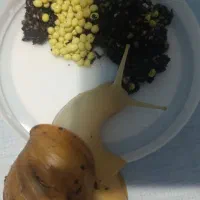 حلزون مولدتخم گذار