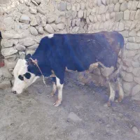 گوساله نر مژه سفید