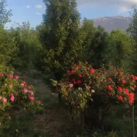 باغ ویلا