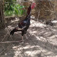 فروشی|حیوانات مزرعه|سراوان, |دیوار