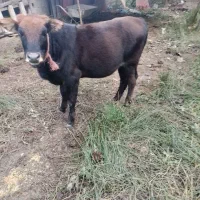 فروش گاو لیشه|حیوانات مزرعه|ماکلوان, |دیوار