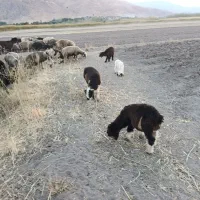 میش بختیاری|حیوانات مزرعه|جونقان, |دیوار