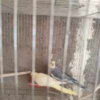 جفت عروس هلندی نر سیامون ماده لوتینو با جوجه