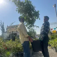 درخچه بنجامین ۲ متری ۳ تومان|گل و گیاه طبیعی|تهران, شهرک استقلال|دیوار