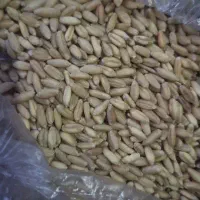 خرید گندم