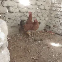 1500000|حیوانات مزرعه|سراوان, |دیوار