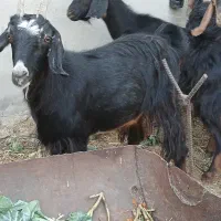 بز ‌|حیوانات مزرعه|طسوج, |دیوار