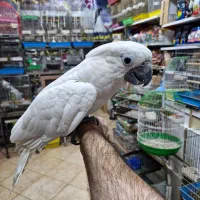 کاکادو امبرلا جوجه حلقه پا سوپر رام سخنگو|پرنده|اصفهان, حسین‌آباد|دیوار