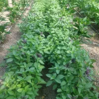 نیروی کار در گلخونه