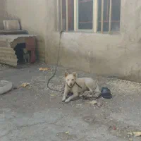 واگذاری پاکوتاه ماده روباهی|سگ|صائین قلعه, |دیوار