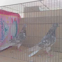 زرد دم سفید زاغ دم سفید