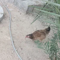 فروش مرغ و خروس وسیکا|حیوانات مزرعه|بندر دیر, |دیوار