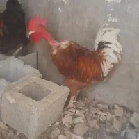 خروس|حیوانات مزرعه|شوشتر, |دیوار
